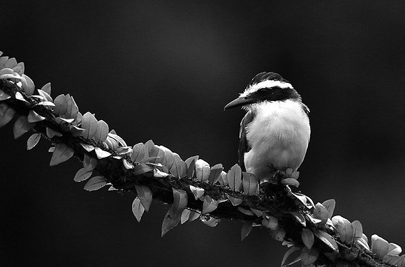 Great kiskadee (tyran quiquivi) - Costa Rica