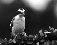 Great kiskadee (tyran quiquivi) - Costa Rica