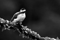 Great kiskadee (tyran quiquivi) - Costa Rica