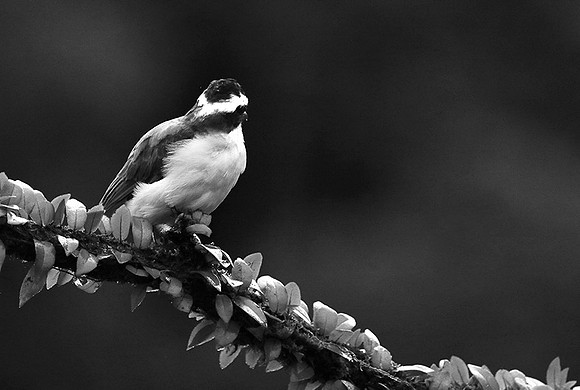 Great kiskadee (tyran quiquivi) - Costa Rica