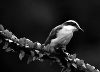 Great kiskadee (tyran quiquivi) - Costa Rica