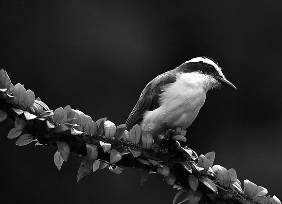 Great kiskadee (tyran quiquivi) - Costa Rica