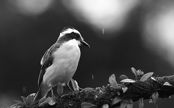 Great kiskadee (tyran quiquivi) - Costa Rica