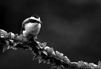 Great kiskadee (tyran quiquivi) - Costa Rica