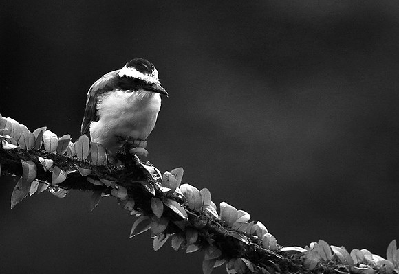 Great kiskadee (tyran quiquivi) - Costa Rica