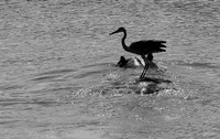 South luangwa