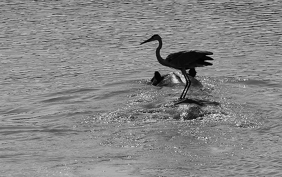 South luangwa