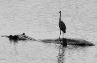 South luangwa