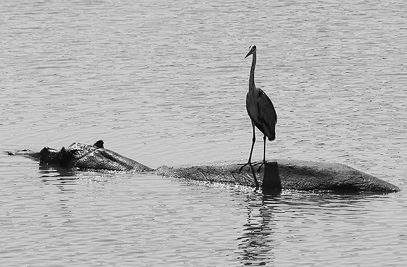 South luangwa