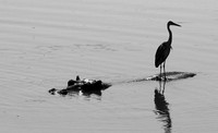 South luangwa