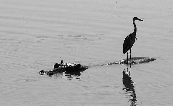 South luangwa