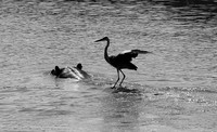 South luangwa