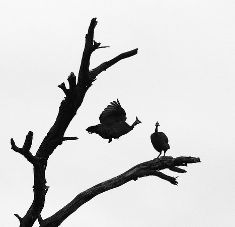 Helmeted guinea fowl  - Meru NP