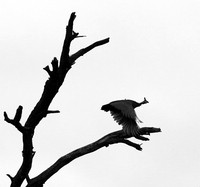 Helmeted guinea fowl  - Meru NP