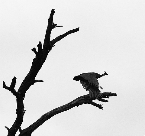 Helmeted guinea fowl  - Meru NP