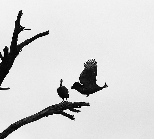 Helmeted guinea fowl  - Meru NP