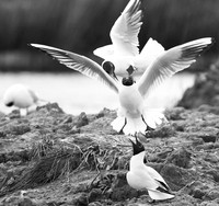 Black-headed gulls - Camargue