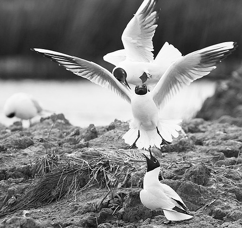 Black-headed gulls - Camargue