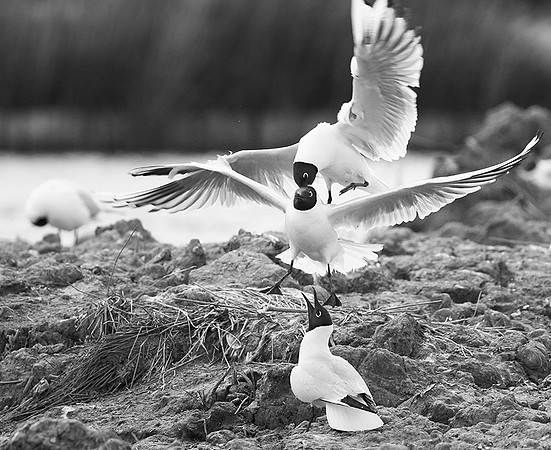 Black-headed gulls - Camargue