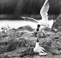 Black-headed gulls - Camargue