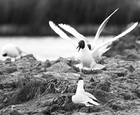 Black-headed gulls - Camargue