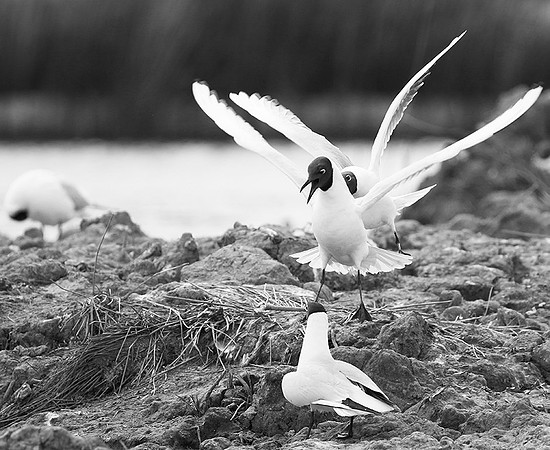 Black-headed gulls - Camargue