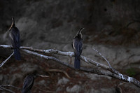 African darter - Chobe