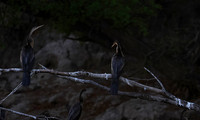 African darter - Chobe