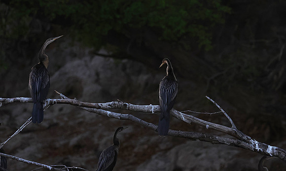 African darter - Chobe