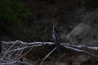 African darter - Chobe