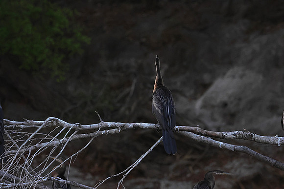 African darter - Chobe