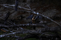 African darter - Chobe