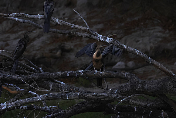 African darter - Chobe