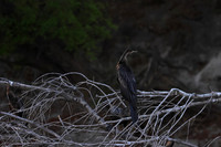 African darter - Chobe