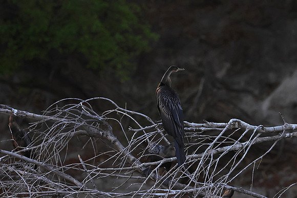 African darter - Chobe