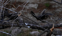 African darter - Chobe