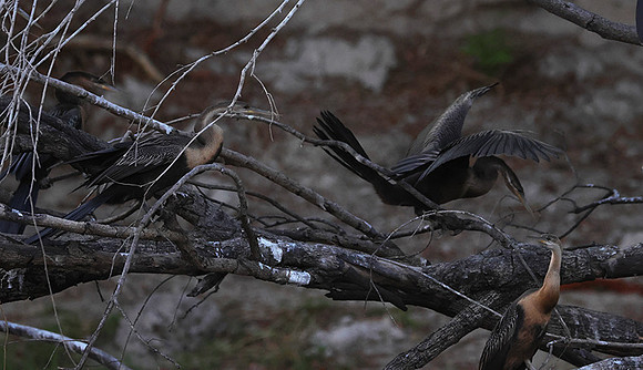 African darter - Chobe