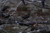 African darter - Chobe