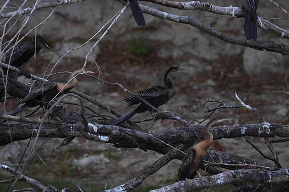 African darter - Chobe