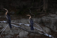African darter - Chobe