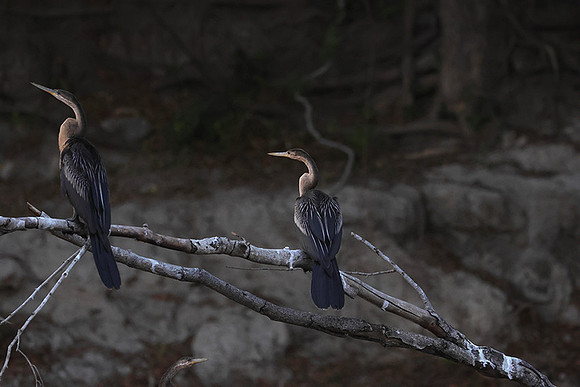 African darter - Chobe