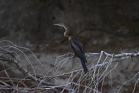 African darter - Chobe