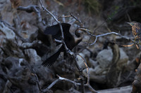African darter - Chobe