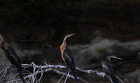 Darter