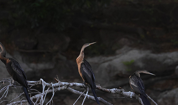 African darter - Chobe