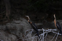 African darter - Chobe