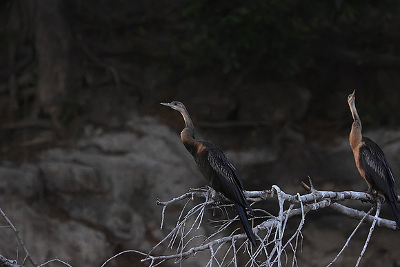 African darter - Chobe