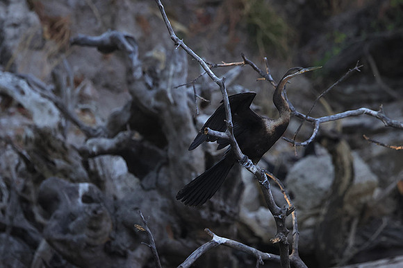 African darter - Chobe