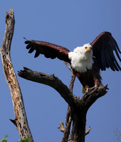 Eagles