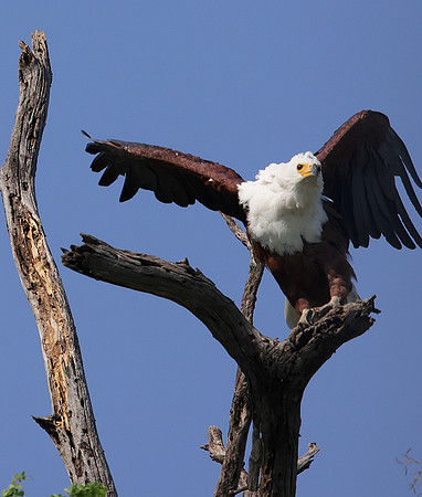 Fish eagle - Chobe